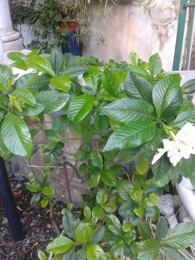 B&B Albatros Città di Lipari